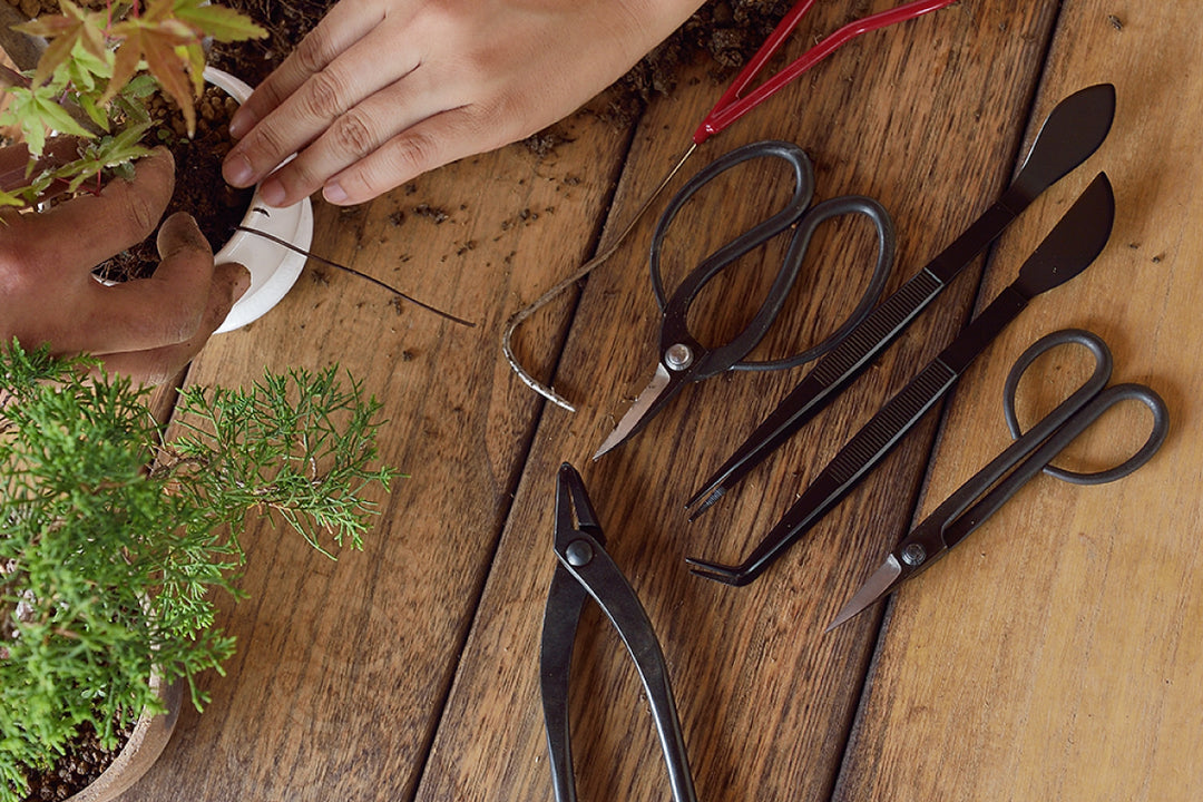 Bonsai Scissors by Tanabe Co.