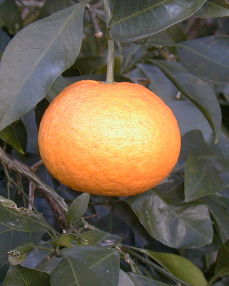 Kankitsu Labo, Dry Candied Japanese Citrus Peel, Amanatsu