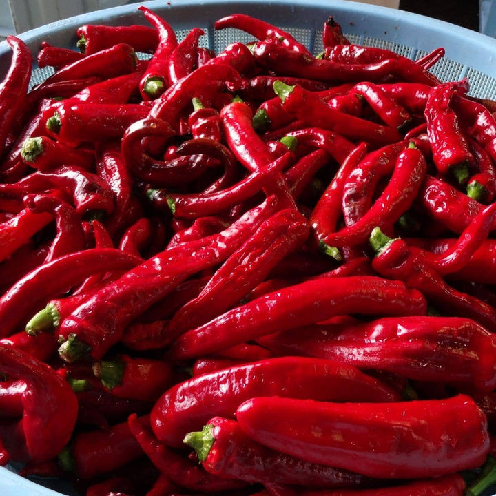 Kanzuri Chili Paste - 3 Year Aged, 2.46 oz