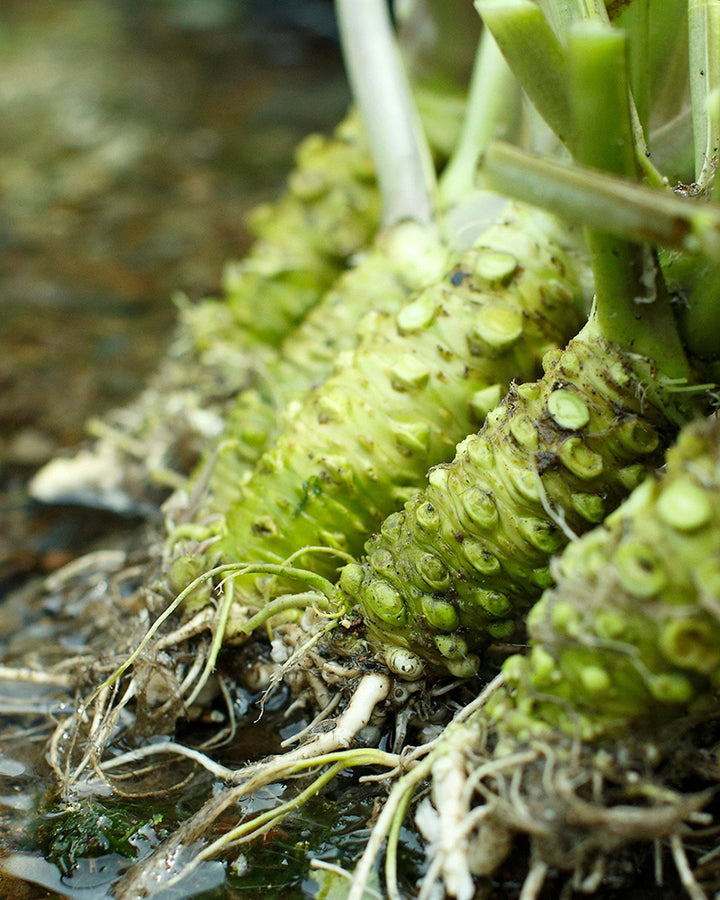 Umami Insider, Kameya, Wasabi Salt