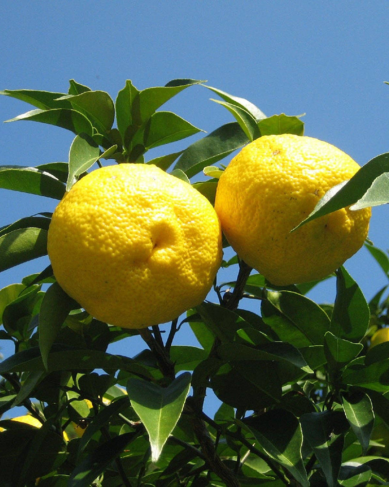 Umami Insider, Bando Foods, Yuzu Salt