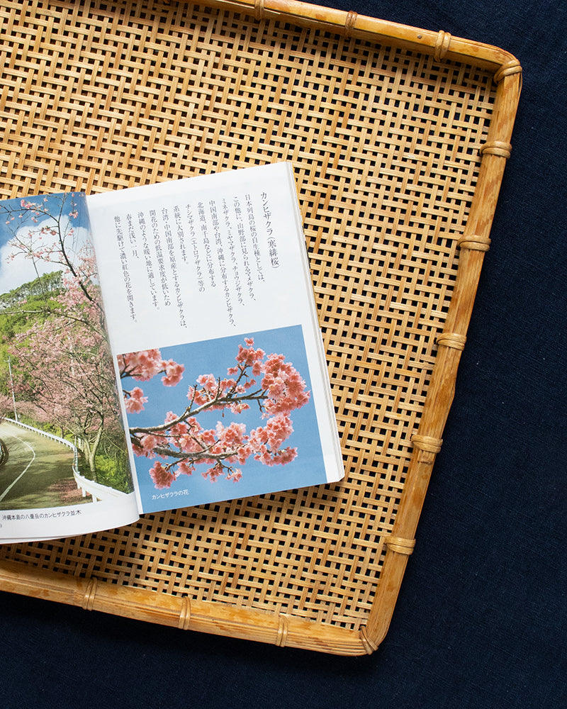 JPN: Picture Book of Cherry Blossoms