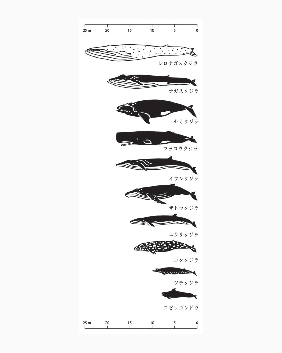 PrairieDog, Tenugui, Whale Dimensions