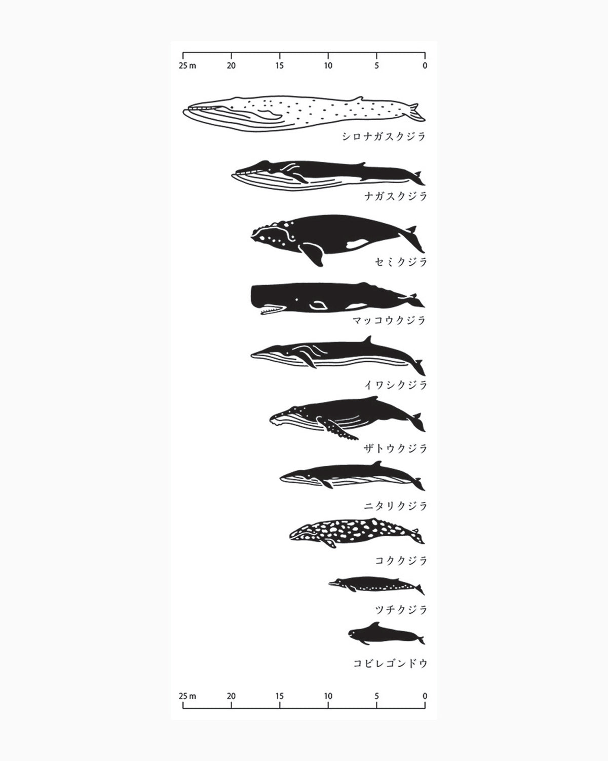 PrairieDog, Tenugui, Whale Dimensions