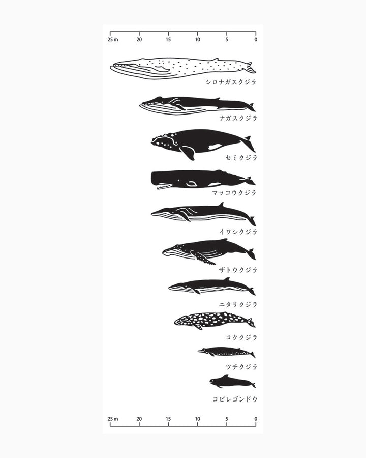 PrairieDog, Tenugui, Whale Dimensions