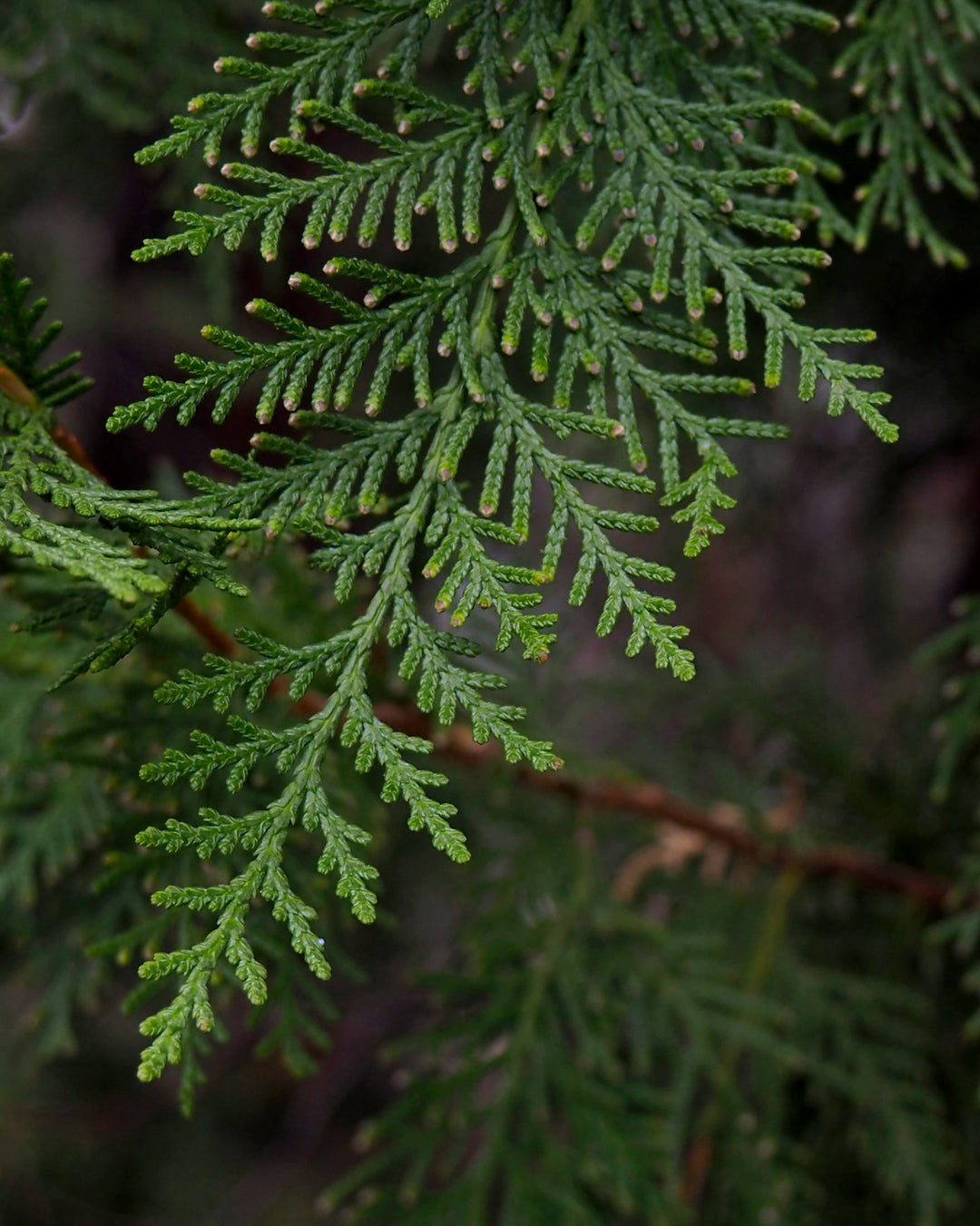 Beauty Secrets of Japan, Hinoki Cypress Floral Water
