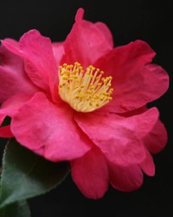 Beauty Secrets of Japan, Shampoo Bar, Camellia