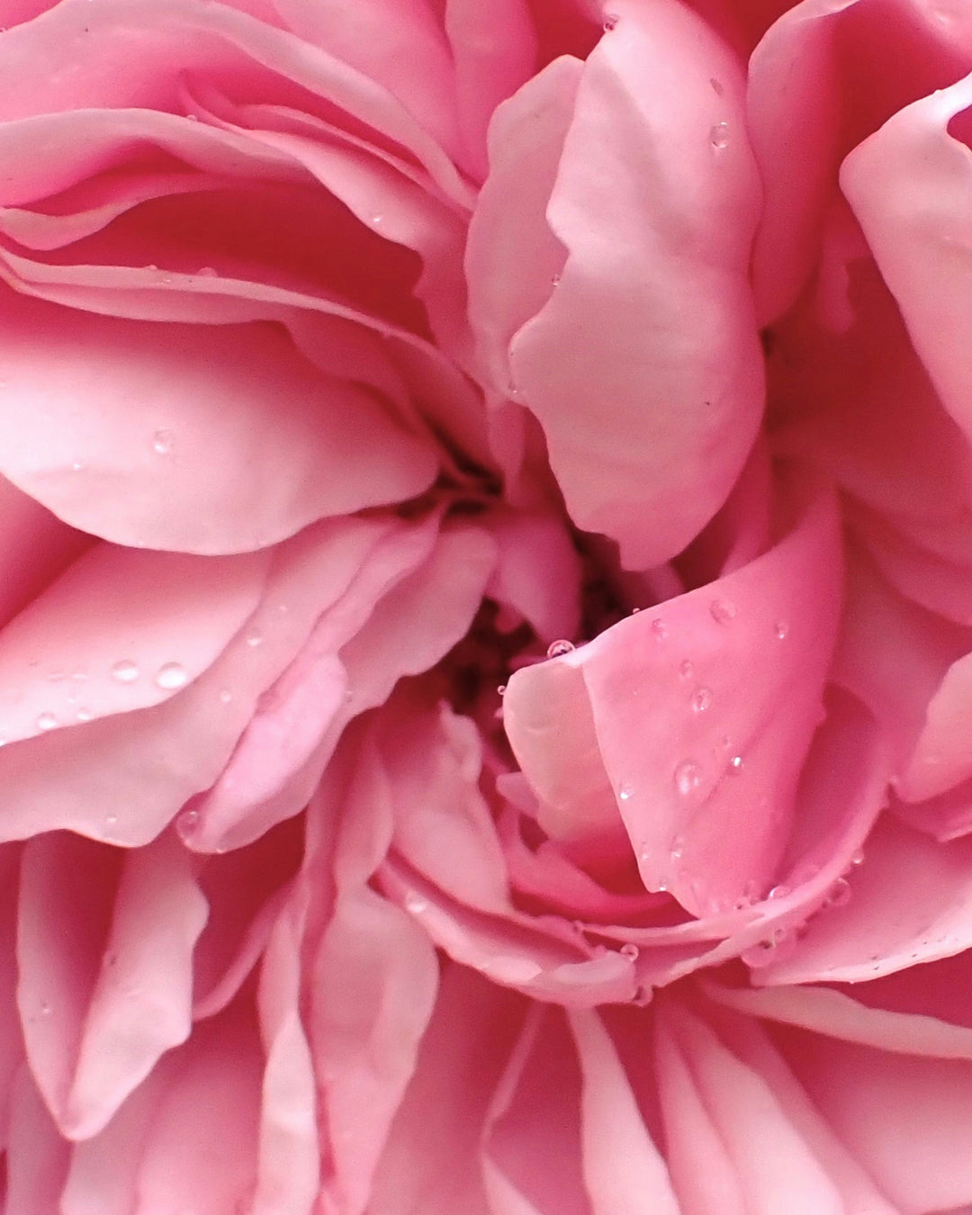 Beauty Secrets of Japan, Rose Water