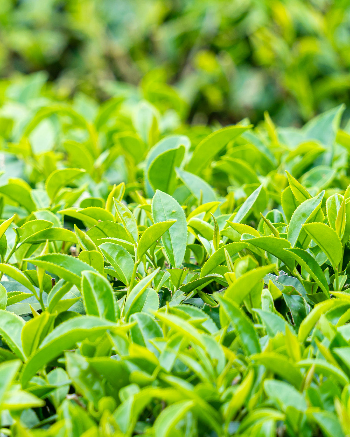 Beauty Secrets of Japan, Green Tea Floral Water
