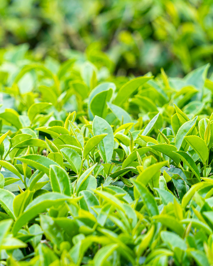 Beauty Secrets of Japan, Green Tea Floral Water